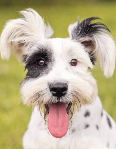 Black and White Schnauzer / Dalmatian dog with the tongue out